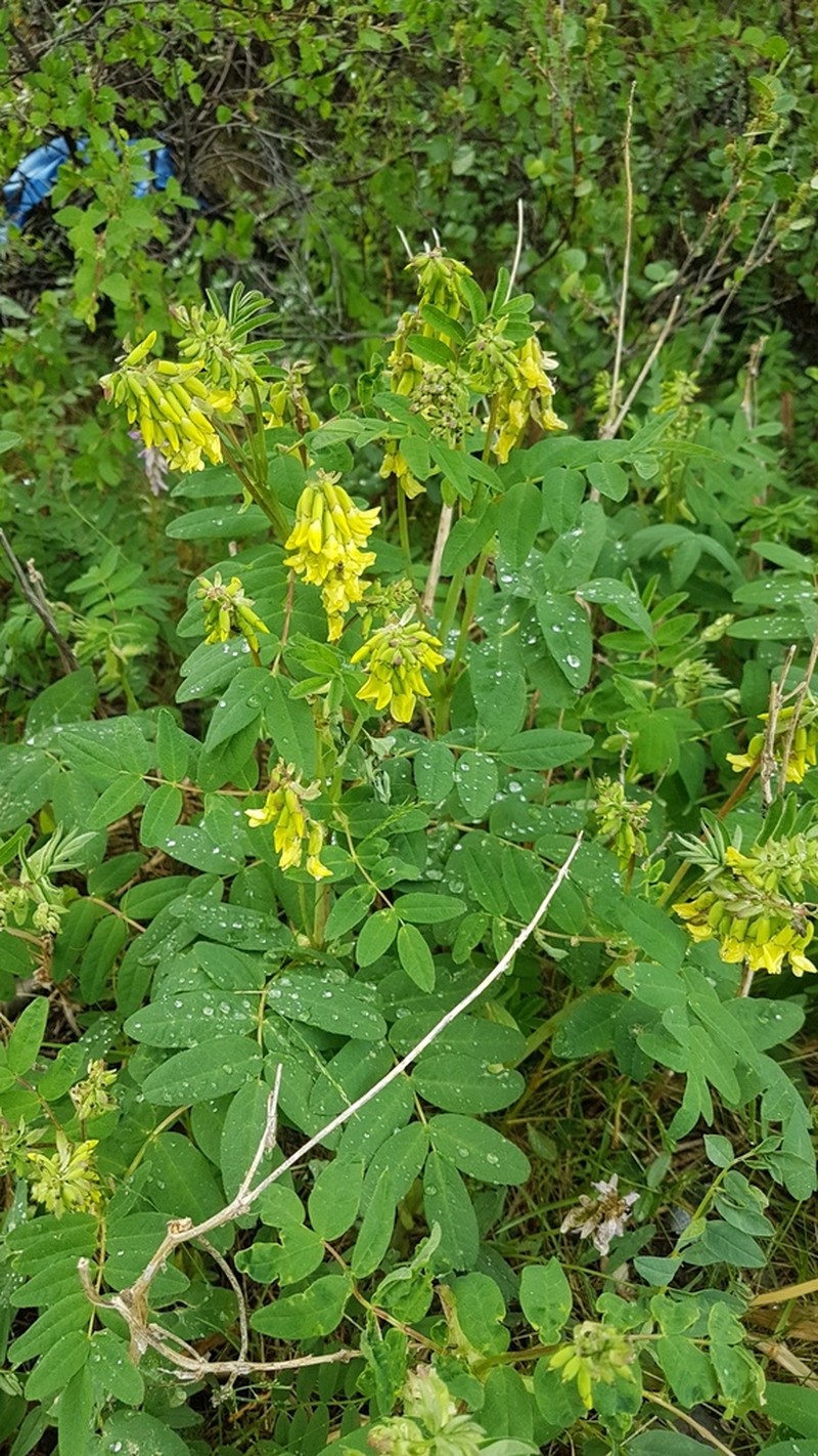 Astragalus saralensis photo 4