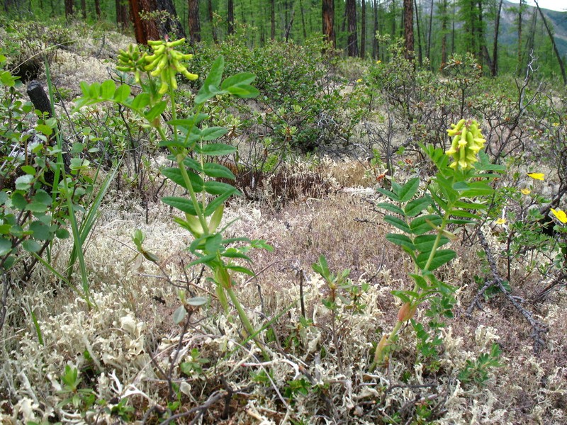 Astragalus saralensis photo 5
