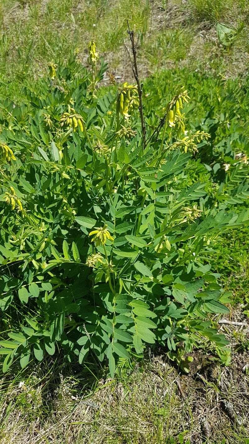 Astragalus saralensis photo 6