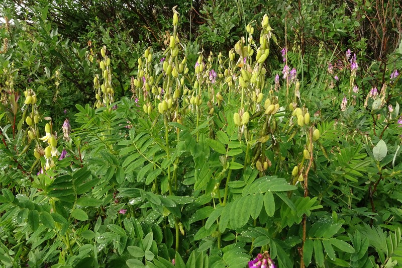 Astragalus saralensis photo 7