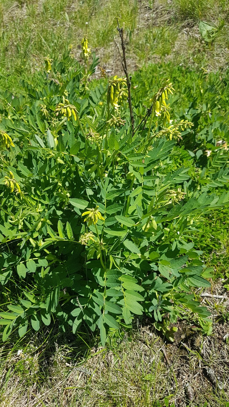 Astragalus saralensis photo 8