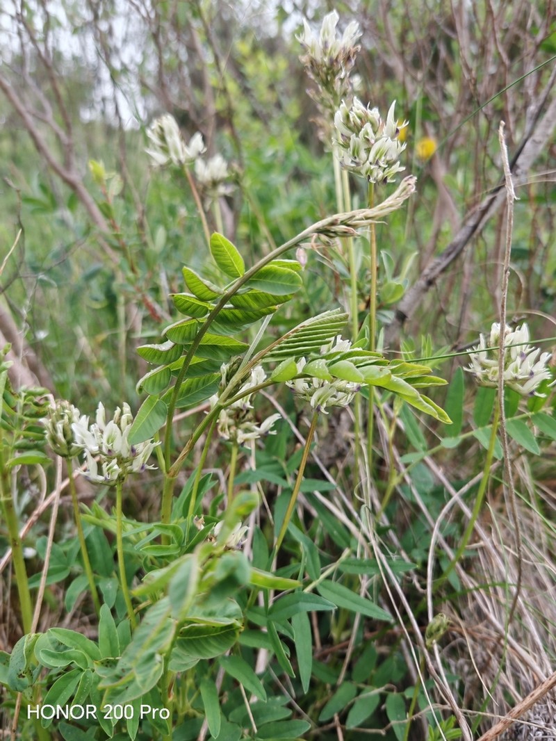 Astragalus sarchanensis