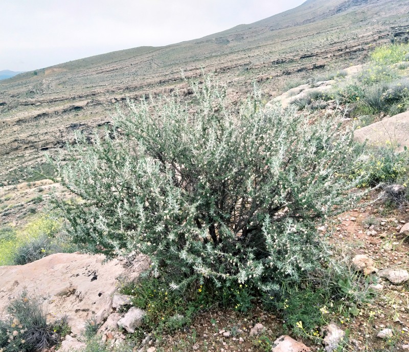 Astragalus sarcocolla