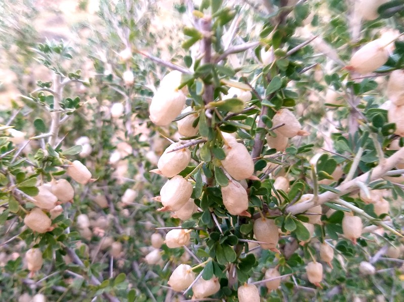 Astragalus sarcocolla photo 2