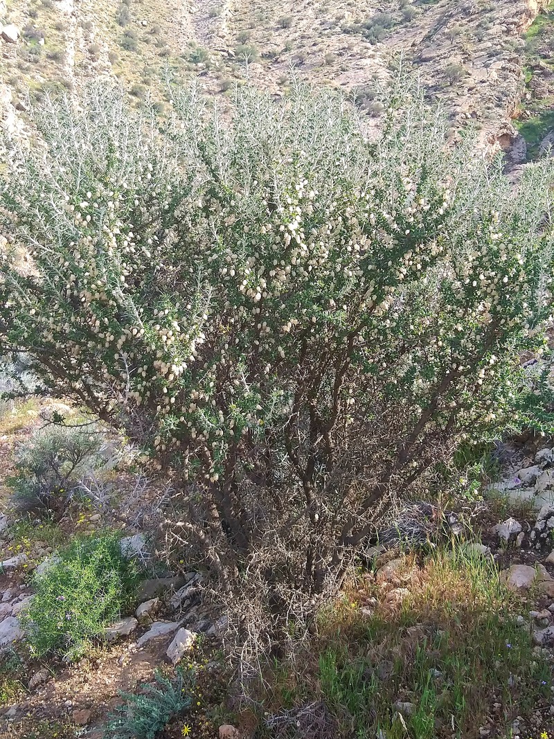 Astragalus sarcocolla photo 3