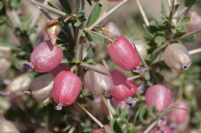 Astragalus sarcocolla photo 4