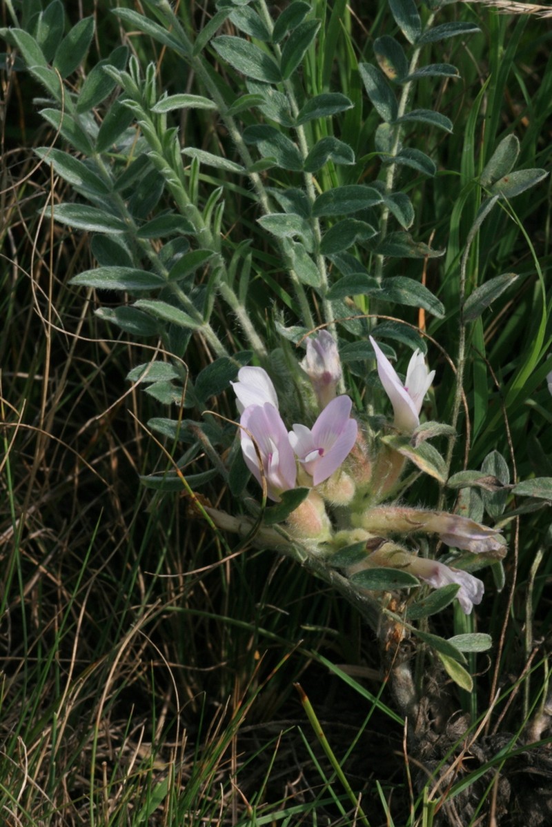 Astragalus sareptanus