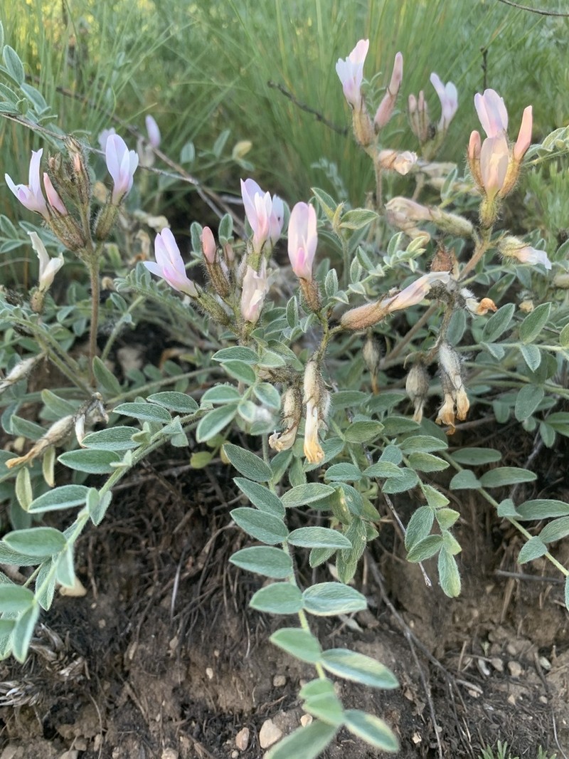 Astragalus sareptanus photo 2