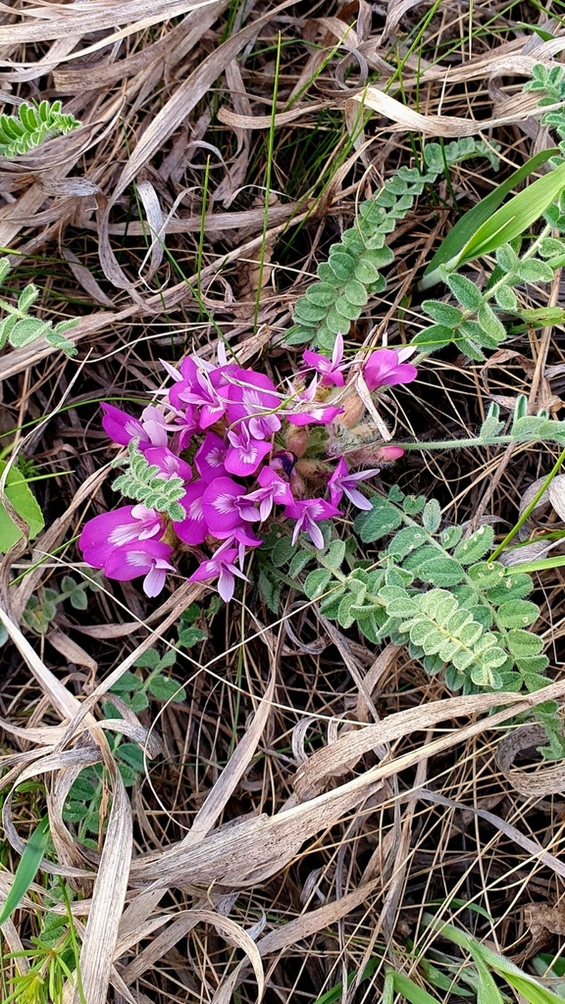 Astragalus sareptanus photo 3