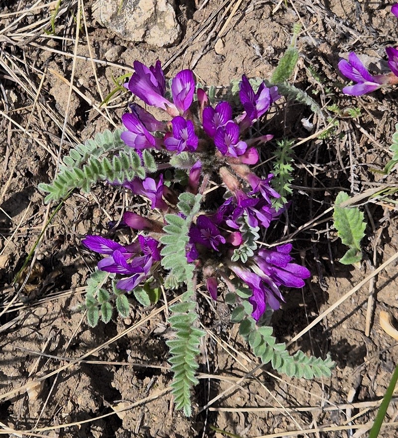 Astragalus sareptanus photo 4