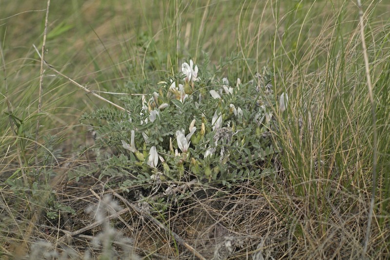 Astragalus sareptanus photo 5
