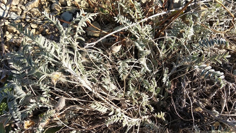 Astragalus sareptanus photo 6