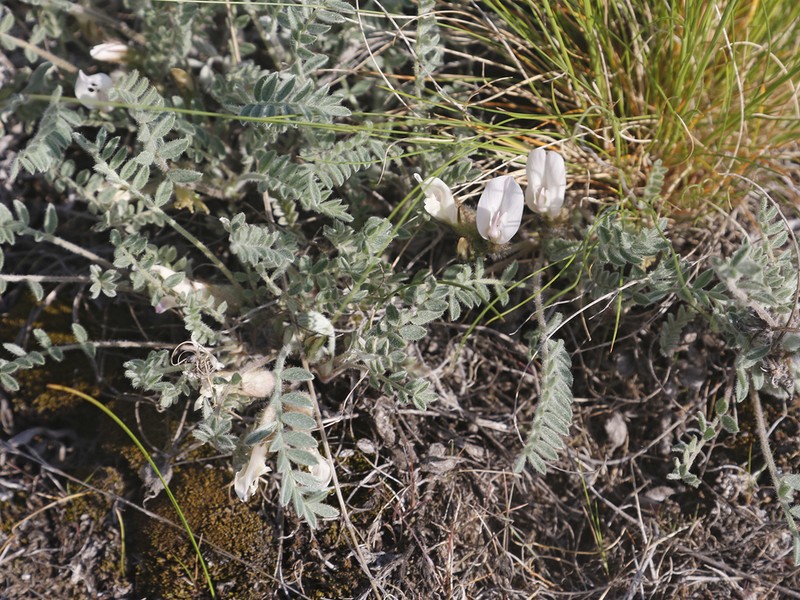 Astragalus sareptanus photo 7