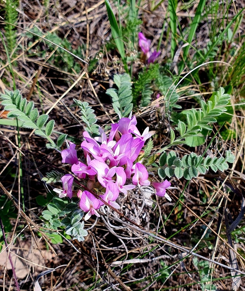 Astragalus sareptanus photo 8