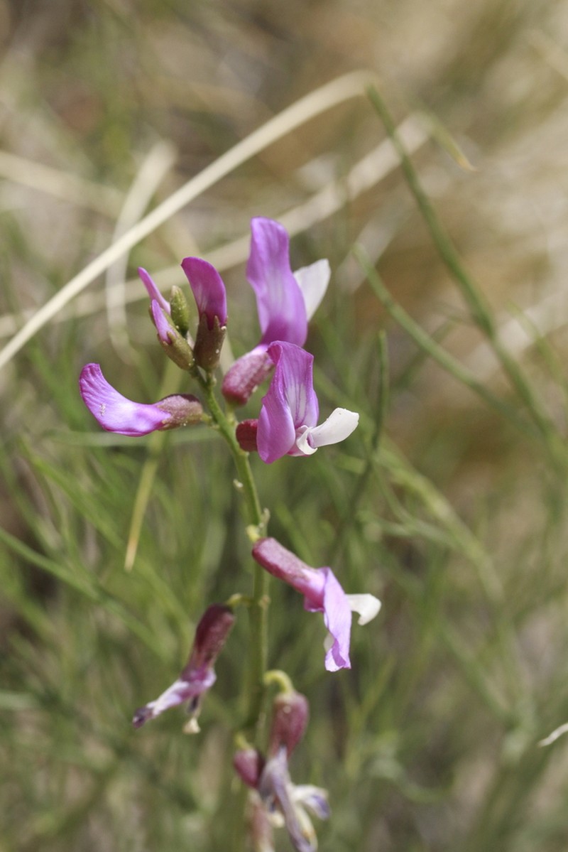 Dinosaur Milkvetch