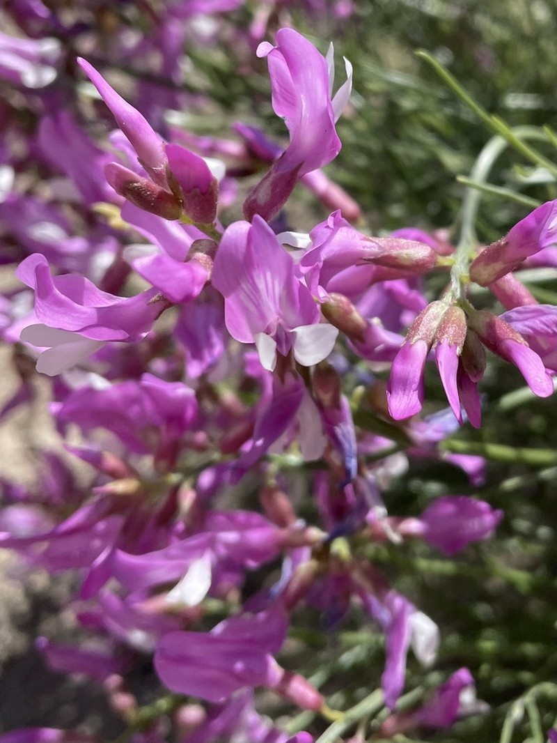 Dinosaur Milkvetch photo 2
