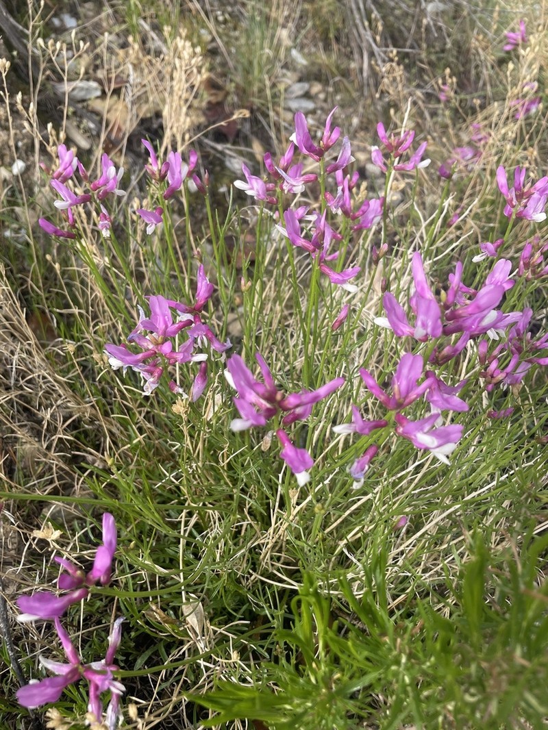 Dinosaur Milkvetch photo 3