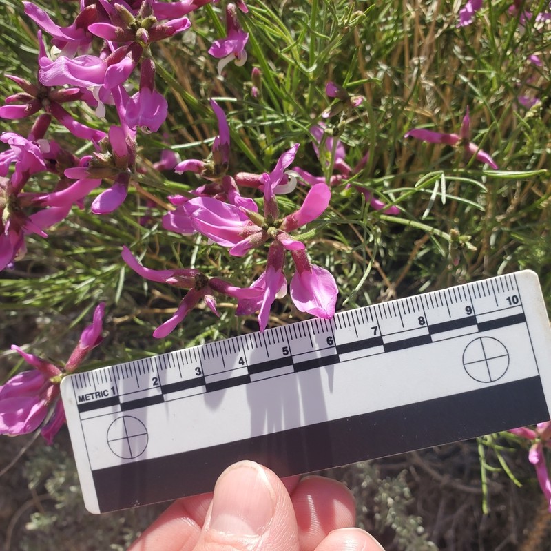 Dinosaur Milkvetch photo 4