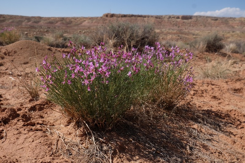 Dinosaur Milkvetch photo 5