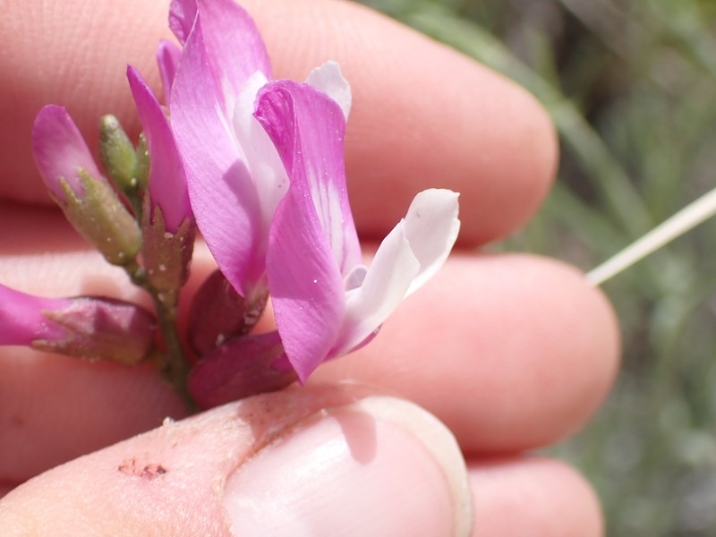 Dinosaur Milkvetch photo 6