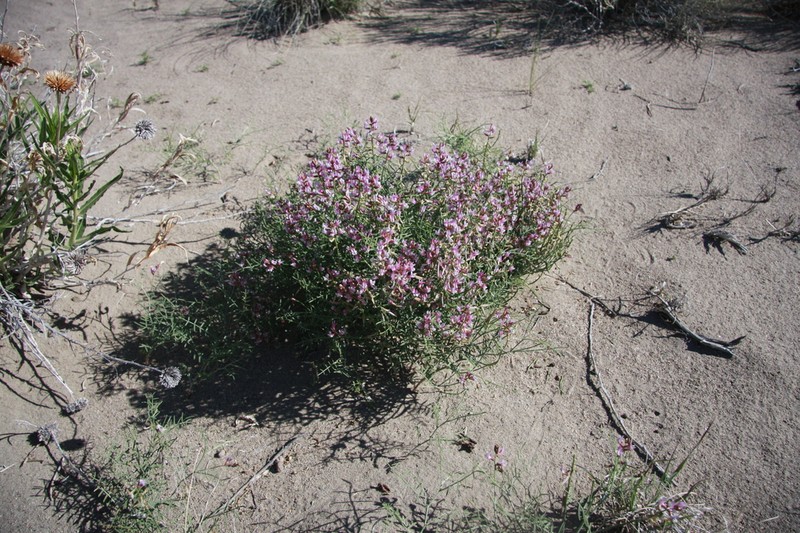 Dinosaur Milkvetch photo 7