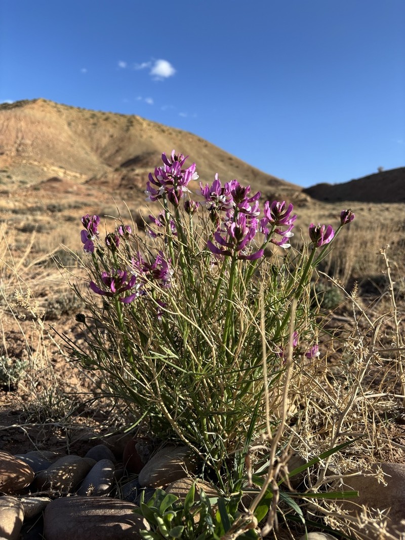 Dinosaur Milkvetch photo 8