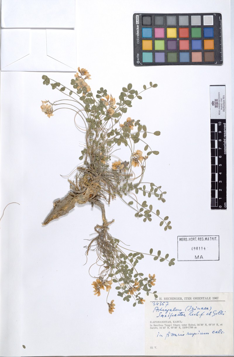 Astragalus saxifractor