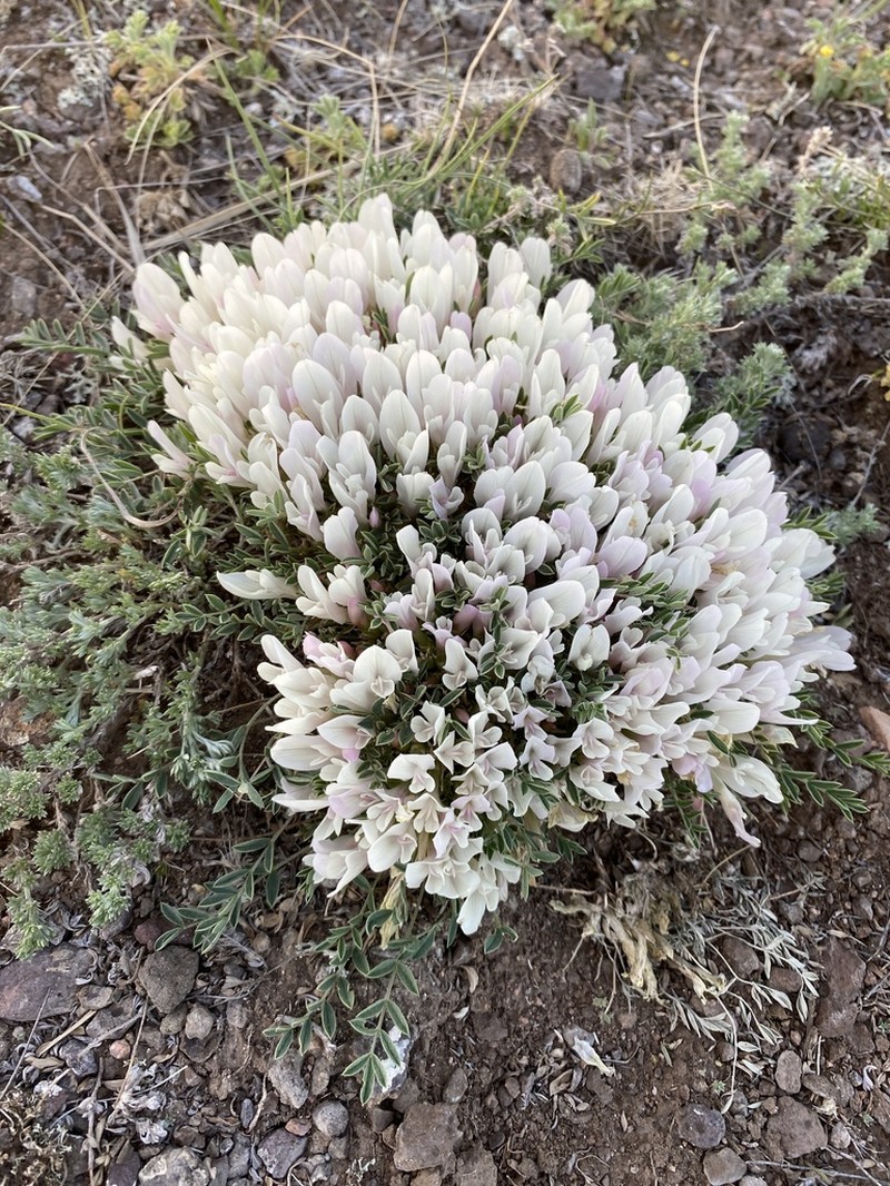 Astragalus scaberrimus