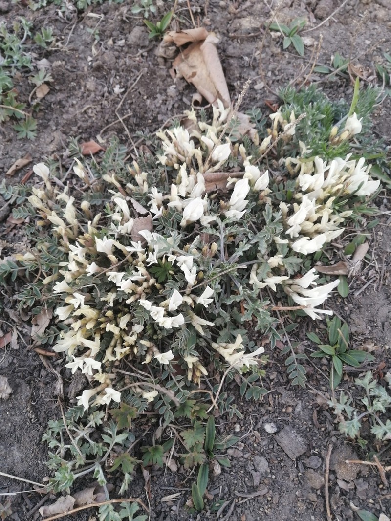 Astragalus scaberrimus photo 2