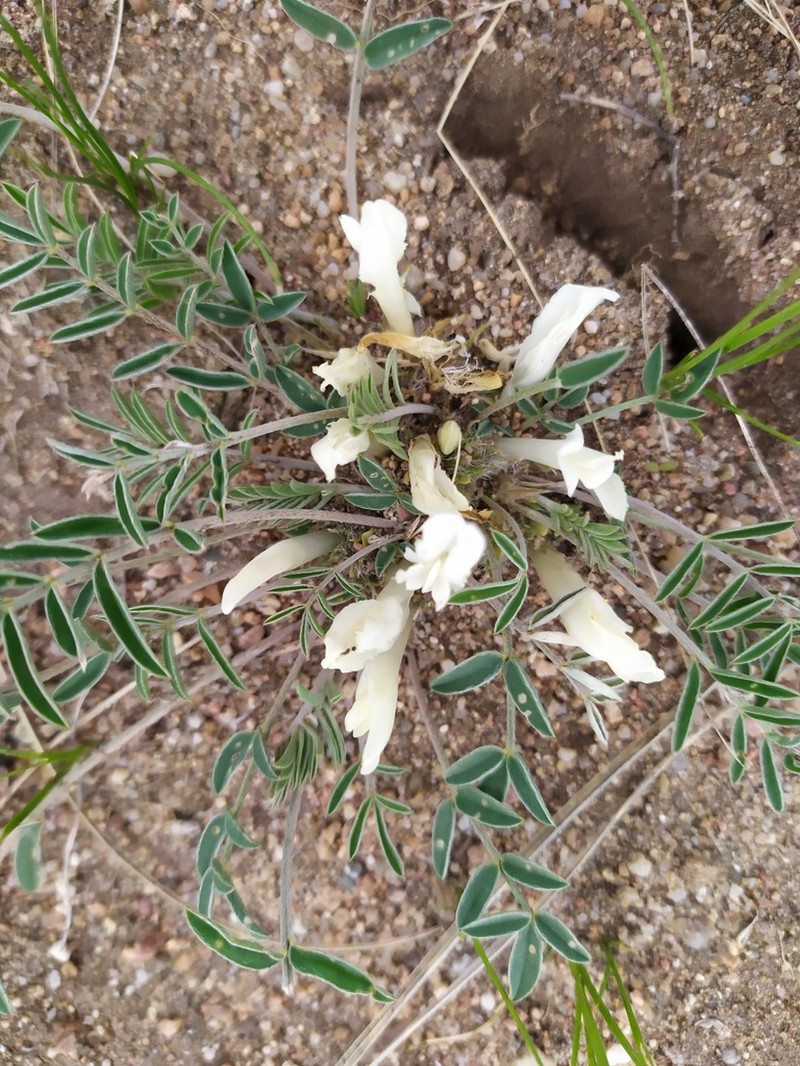 Astragalus scaberrimus photo 3