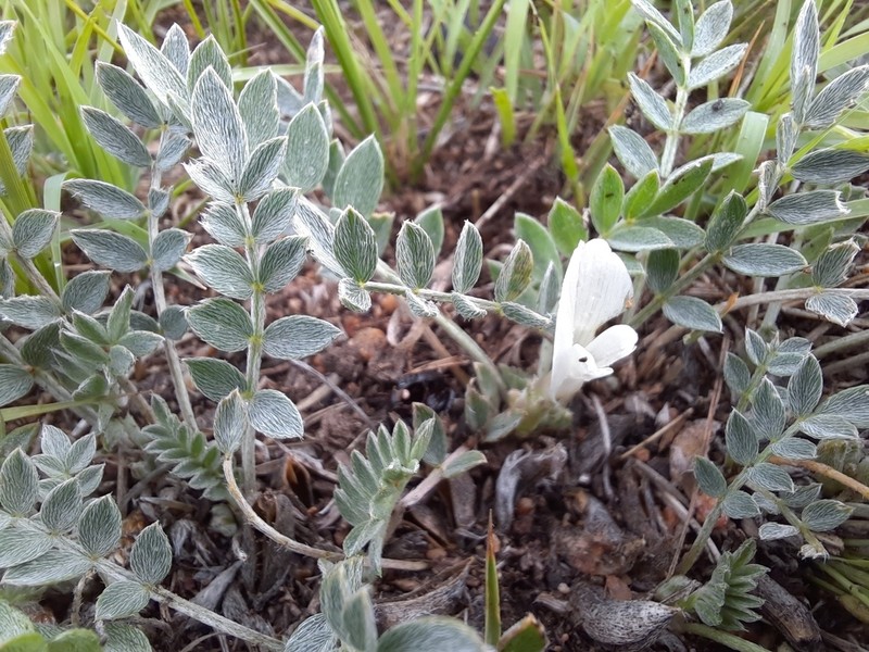 Astragalus scaberrimus photo 4