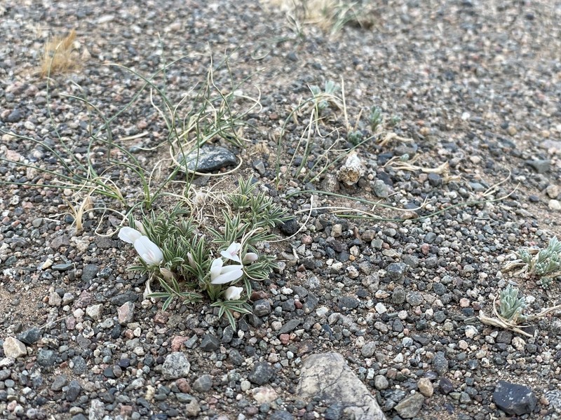 Astragalus scaberrimus photo 5
