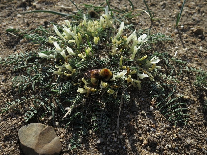 Astragalus scaberrimus photo 6