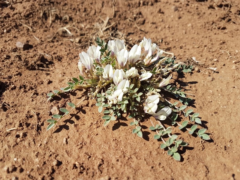 Astragalus scaberrimus photo 7