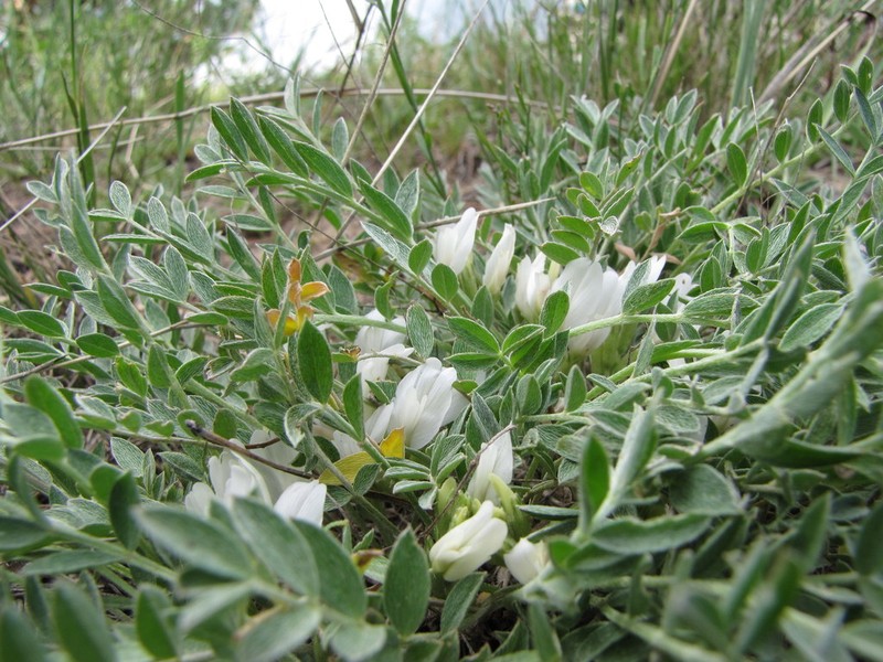 Astragalus scaberrimus photo 8