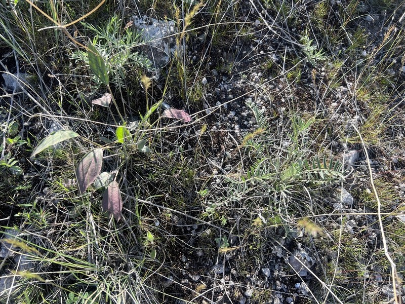 Astragalus scabrifolius