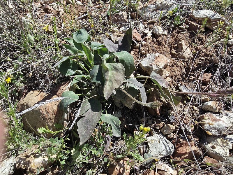 Astragalus scabrifolius photo 2
