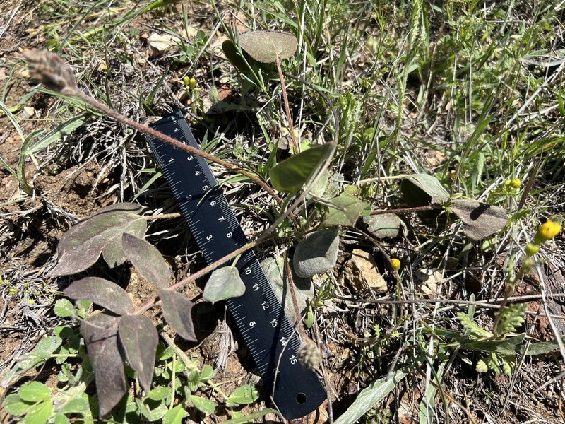 Astragalus scabrifolius photo 3