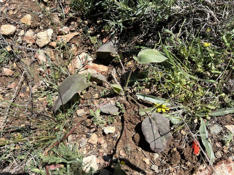 Astragalus scabrifolius photo 4