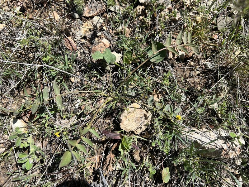 Astragalus scabrifolius photo 5