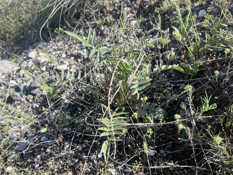 Astragalus scabrifolius photo 6