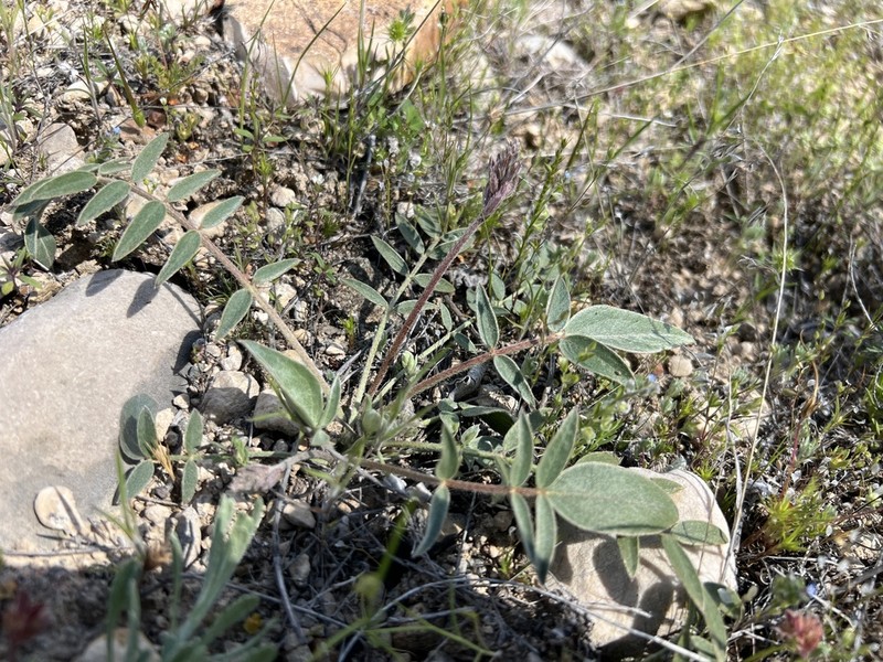 Astragalus scabrifolius photo 7
