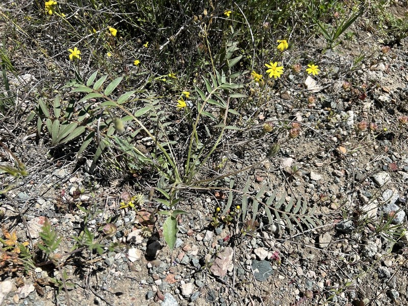 Astragalus scabrifolius photo 8