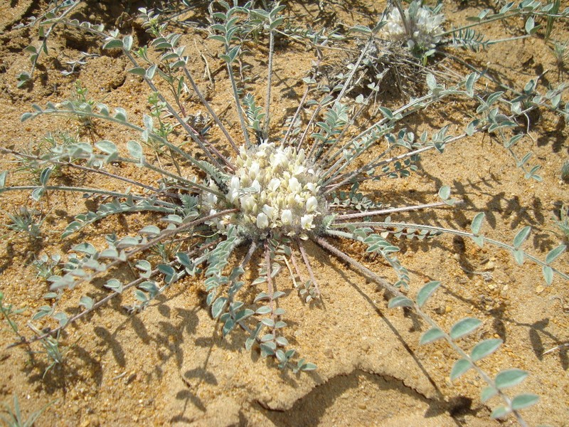 Astragalus scabrisetus photo 2