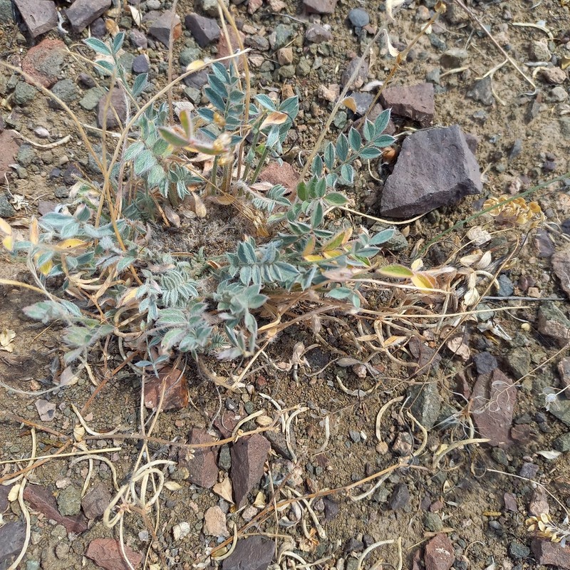 Astragalus scabrisetus photo 3