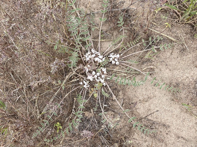 Astragalus scabrisetus photo 4