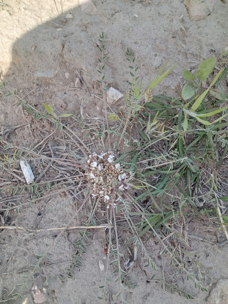 Astragalus scabrisetus photo 5