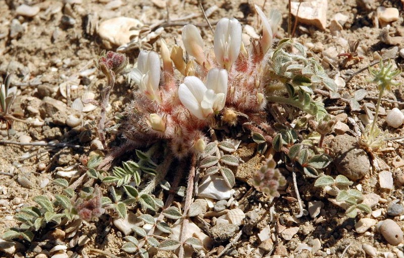 Astragalus scabrisetus photo 6