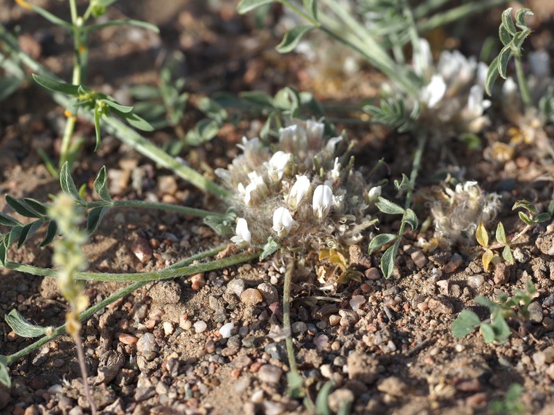Astragalus scabrisetus photo 7