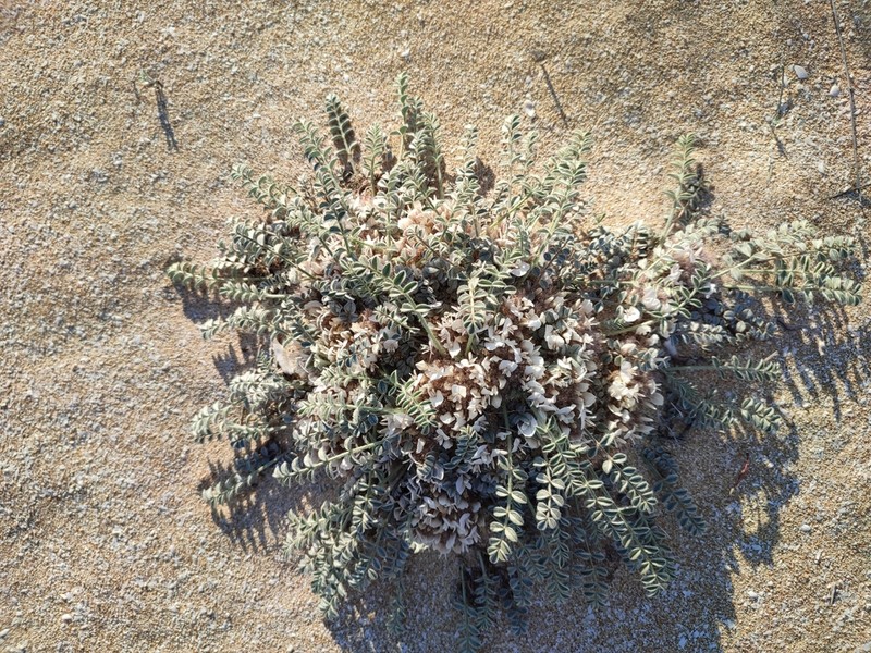 Astragalus scabrisetus photo 8